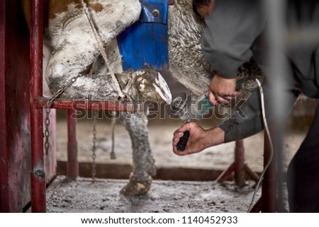 The farmer cleans the hooves of the cow, in the livestock sector the horticulture industry of agriculture and the concept of livestock