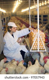 Farmer Collecting Eggs In Chicken Farm