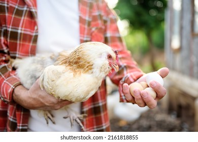 Farmer Collecting Fresh Organic Eggs On Chicken Farm. Floor Cage Free Chickens Is Trend Of Modern Poultry Farming. Small Local Business.