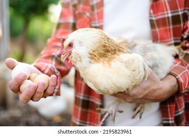 Farmer Collecting Fresh Organic Eggs On Chicken Farm. Floor Cage Free Chickens Is Trend Of Modern Poultry Farming. Small Local Business.