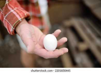 Farmer Collecting Fresh Organic Eggs On Chicken Farm. Floor Cage Free Chickens Is Trend Of Modern Poultry Farming. Small Local Business.