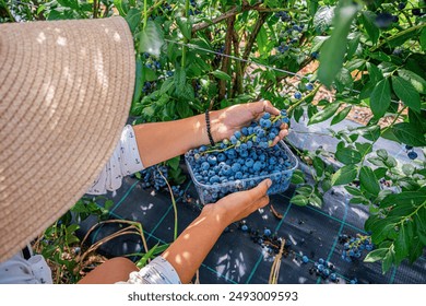 A farmer collects blueberries from the bushes on the plantation. - Powered by Shutterstock