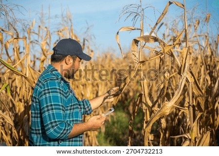 Farmer collects crop data using a tablet while inspecting dry corn plants in the field, representing smart farming and data-driven agriculture.