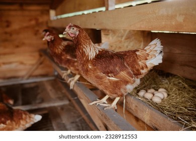 farmer collects eggs at eco poultry farm, free range chicken farm