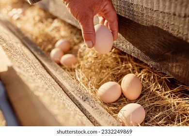 farmer collects eggs at eco poultry farm, free range chicken farm - Powered by Shutterstock