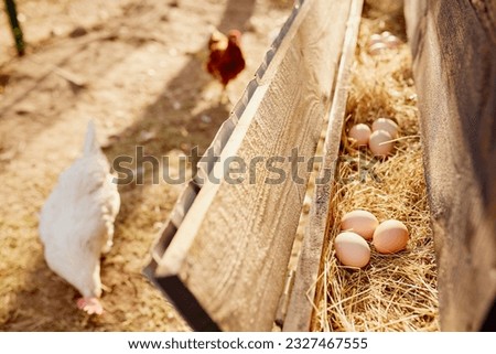 farmer collects eggs at eco poultry farm, free range chicken farm