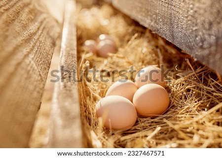 farmer collects eggs at eco poultry farm, free range chicken farm