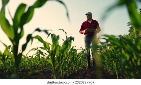 Farmer with computer tablet in green corn field. Modern digital technologies, Worker works on farm. Agronomist on farm. Farmer man in corn field works with computer, Business Farm. Agriculture concept