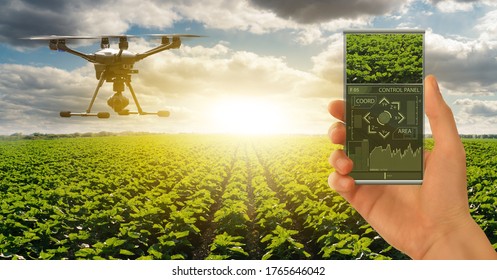 Farmer controls drone with futuristic smartphone. Smart farming and precision agriculture