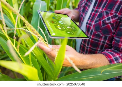 Farmer in corn field using digital tablet for smart farming