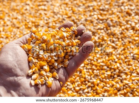 Farmer with corn kernels in his hands sitting in trailer full of corn seeds.