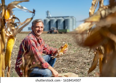 Farmer in Cornfield With Freshly Harvested Corn Cob Against Grain Silo. Farmer, Tractor and Grain Silos at Harvest Time. Farmer with Corn Cob in his Hands Looking at camera.