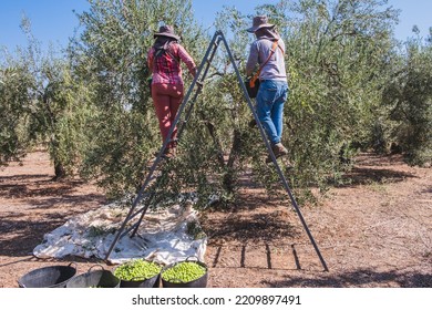 Farmer couple on a ladder working hard to harvest and collect olives from the olive tree in Seville, Spain. - Powered by Shutterstock