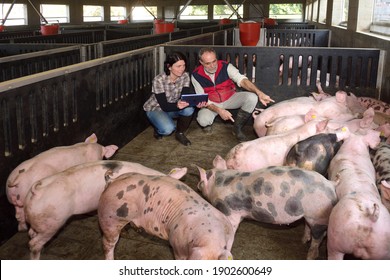 Farmer Couple On A Pig Farm Squatting With A Digital Tablet And Pointing At A Pig 