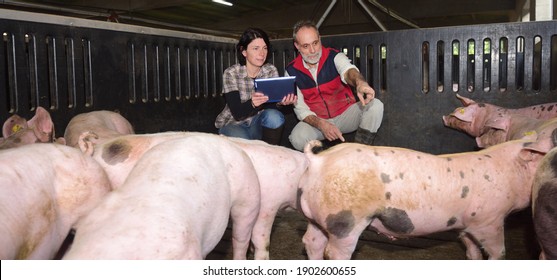 Farmer Couple On A Pig Farm Squatting With A Digital Tablet And Pointing At A Pig 