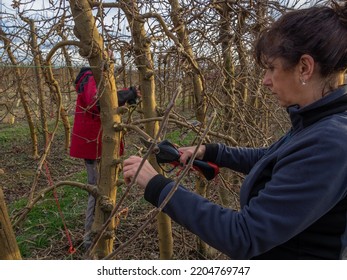 Farmer Couple Pruning. Woman Pruning With Electric Shears And An Older Farmer With Safety Glasses Pruning A Tree. Agriculture Concept.