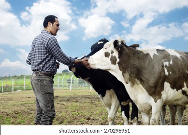 Farmer And Cows