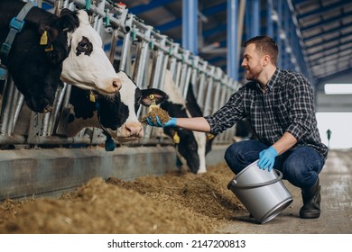 Farmer Cowshed Feeding Cows Farm Stock Photo 2147200813 | Shutterstock