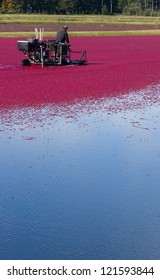 A Farmer of Cranberries cultivates his crop right before harvest Cranberry Farm food producer