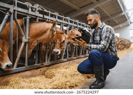 Farmer crouching and using digital tablet while monitoring cows feeding on hay in barn, implementing modern technology in agriculture