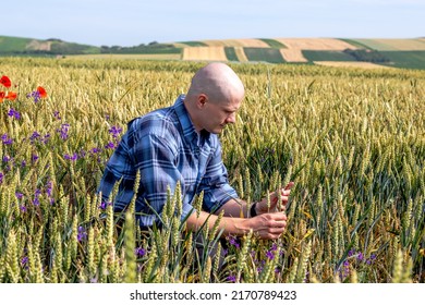 Farmer crouching in the wheat field estimating the yield. Agronomist assess the quality of the wheat grain.