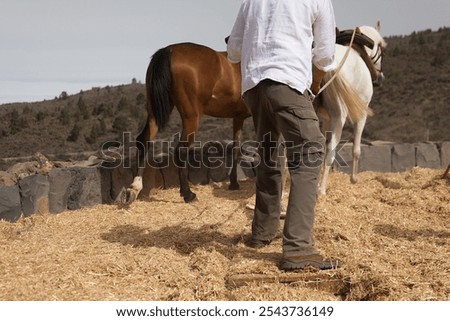 The farmer to crush wheat separating the wheat from the chaff, pulled by horses