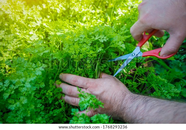 A farmer cuts fresh chervil grass with\
scissors. Chervil is widely used in cooking and medicine due to its\
beneficial properties.