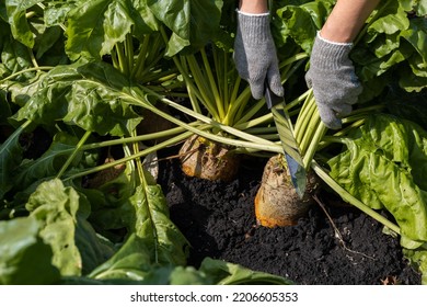 Farmer Cuts Radish Leaves With A Knife. High Quality Photo