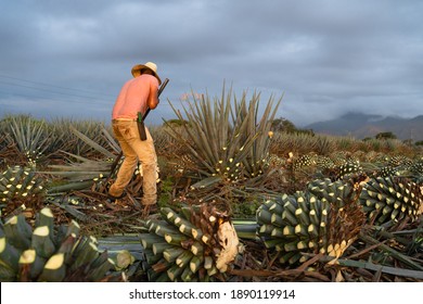 The Farmer Is Cutting The Leaves Of The Agave Plant.