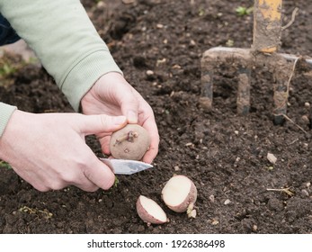 Farmer is cutting potatoes for planting.