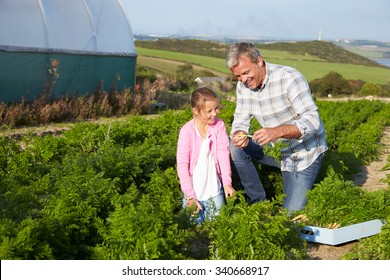 Farmer With Daughter Harvesting Organic Carrot Crop On Farm