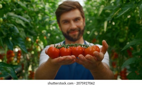 Farmer Demonstrating Tomatoes Harvest In Organic Farmland Greenhouse Smiling. Joyful Man Agrarian Workman Collecting Fresh Red Vegetables On Plantation. Horticulture Production Agro Business Conept