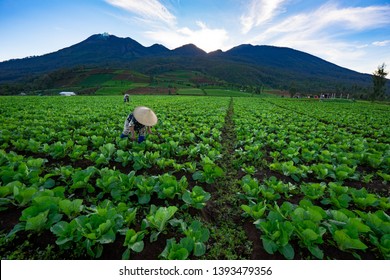 Farmer Digging In The Morning At Their Vegetable Farming Land. Effort To Produce Fresh & Healthy Food.