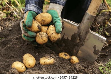 Farmer digging up organic yellow potato in garden close up. Farming, potatoes harvest - Powered by Shutterstock