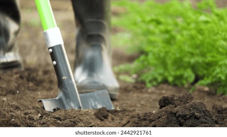 farmer digging soil shovel, agriculture, digging ground shoveled foot rubber boots, shovel garden work, tilling farm land, gardening business venture, vegetable garden planting, agricultural field - Powered by Shutterstock