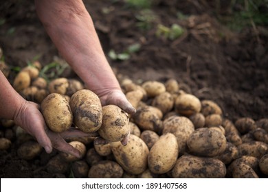 A Farmer With Dirty Hands Holds Freshly Picked Potatoes