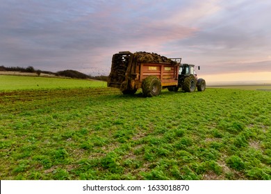 Farmer Dispersing Manure In Fields