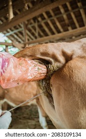 Farmer Doing The Procedure Of Artificial Insemination Of Cow In The Farm