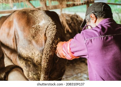 Farmer Doing The Procedure Of Artificial Insemination Of Cow In The Farm