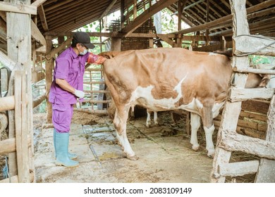 Farmer Doing The Procedure Of Artificial Insemination Of Cow In The Farm