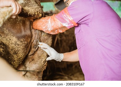 Farmer Doing The Procedure Of Artificial Insemination Of Cow In The Farm