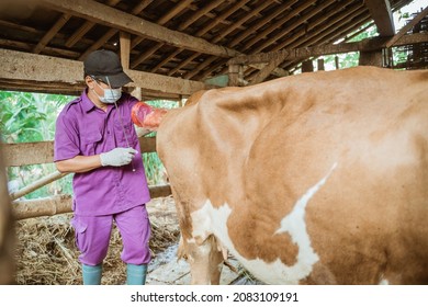 Farmer Doing The Procedure Of Artificial Insemination Of Cow In The Farm