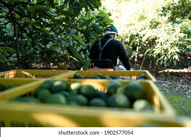 Farmer Driving A Farm Truck With Hass Avocados Boxes. Working In The Hass Avocado Harvest Season. Organic Avocado Plantations In Vélez-Málaga, Andalusia, Spain