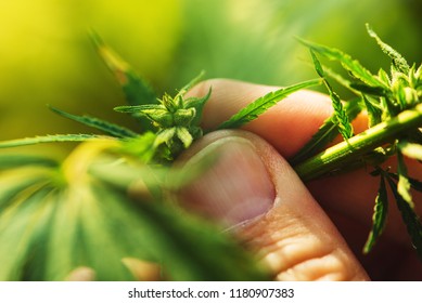 Farmer is examining cannabis hemp male plant flower development, extreme close up of fingers touching delicate herb part - Powered by Shutterstock