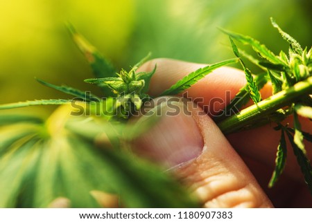 Farmer is examining cannabis hemp male plant flower development, extreme close up of fingers touching delicate herb part