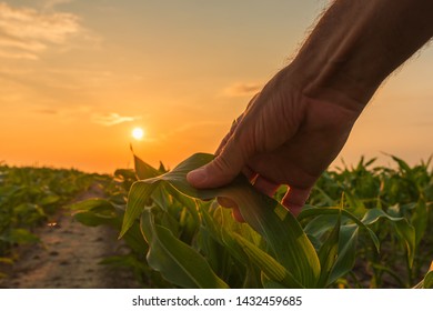 Farmer Is Examining Corn Crop Plants In Sunset. Close Up Of Hand Touching Maize Leaf In Field.