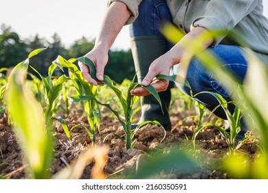 Farmer examining corn plant in field. Agricultural activity at cultivated land. Woman agronomist inspecting maize seedling