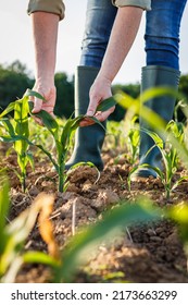 Farmer examining corn plant in field. Agricultural activity at cultivated land. Woman agronomist inspecting maize seedling - Shutterstock ID 2173663299