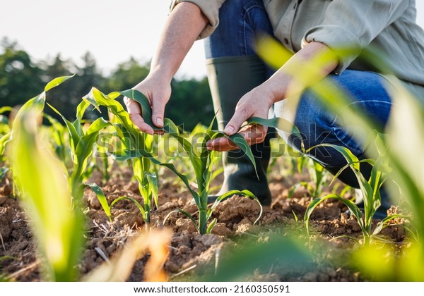 Farmer\
examining corn plant in field. Agricultural activity at cultivated\
land. Woman agronomist inspecting maize\
seedling