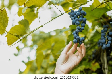 Farmer examining grapes grown in organic grapeyard. Harvesting concept. Pick-Your-Own farm. Healthy and environmentally friendly crop. - Powered by Shutterstock